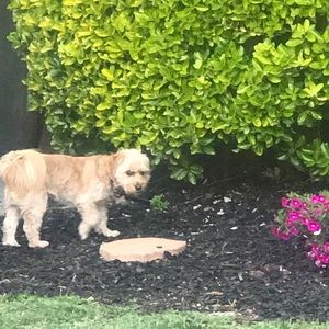 Meet your Posher, Gilbert